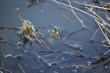 American bullfrog in a pond.