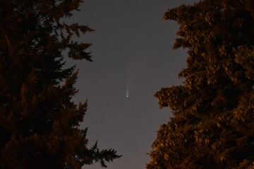 Beautiful starry sky over the fir trees .