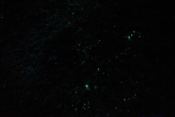 Glow Worm Dell at Hokitika, New Zealand