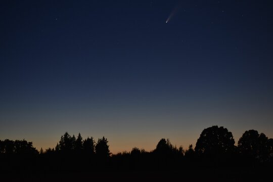 Comet flying in a beautiful night sky over the silhouettes of the trees.