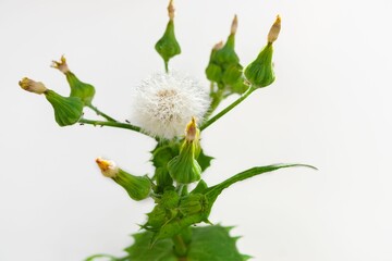 close-up of a Sonchus oleraceus L. plant isolated on white background