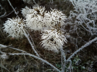 Thistle in snow, frost on the plant. Winter season hoarfrost and chill