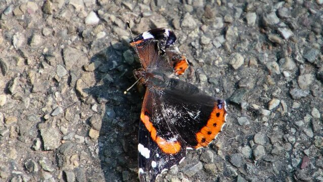 Red admiral butterfly sitting on the pavement and trying to fly with a damaged wing, Vanessa atalanta
