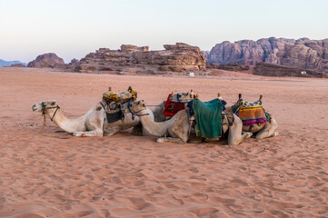 Fototapeta premium A view of camels in the early morning light at sunrise in the desert landscape in Wadi Rum, Jordan in summertime