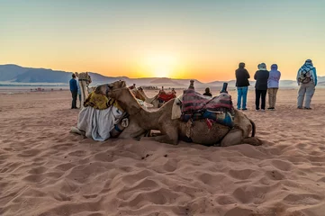 Keuken spatwand met foto A view of camels and travellers in the early morning light at sunrise in the desert landscape in Wadi Rum, Jordan in summertime © Nicola