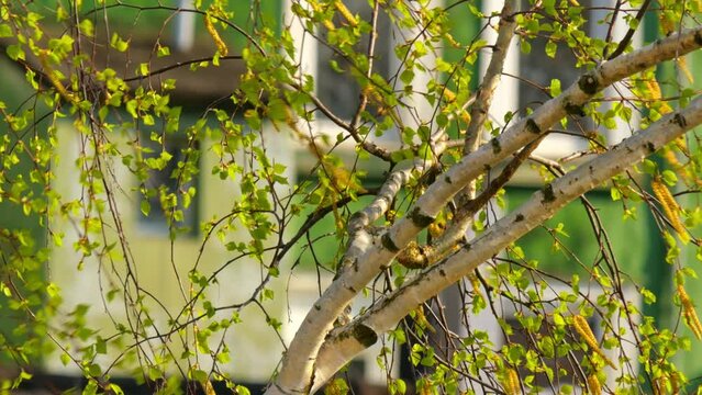 beautiful fresh green tree swing with wind