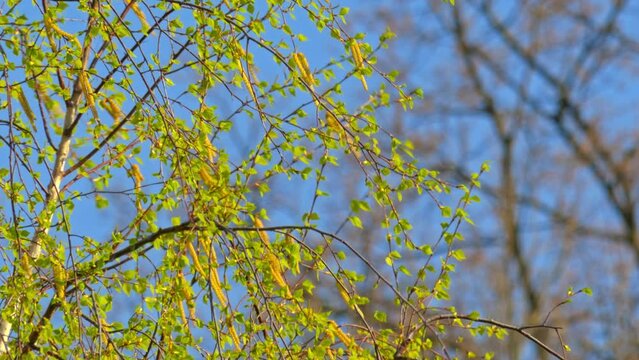 tree leaves swaying with summer wind blue sky background