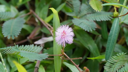 close up of Mimosa invisa