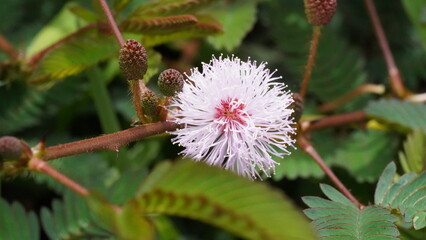 close up of Mimosa invisa
