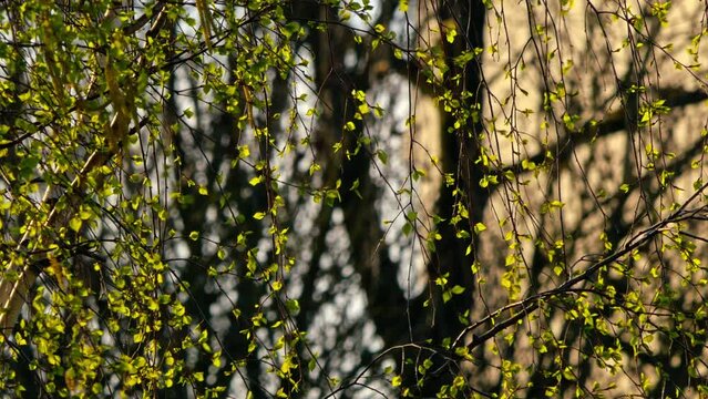 calm and fresh green tree waving on the beautiful sunny morning