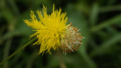 close up of Mimosa invisa | Flower, Mimosa, Yellow, Water, Sensitive, Plant | Macro