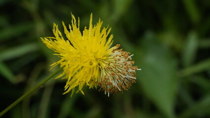 close up of Mimosa invisa | Flower, Mimosa, Yellow, Water, Sensitive, Plant