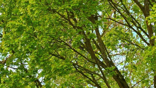 beautiful delicate fresh tree leaves swaying in summer wind with blue sky in background