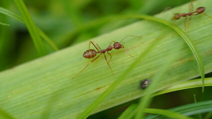 ant on a green leaf | ant | oecophylla smaragdina | Macro
