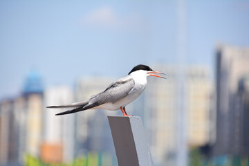 black headed gull