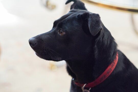 Closeup side portrait of black Patterdale Terrier dog with red collar