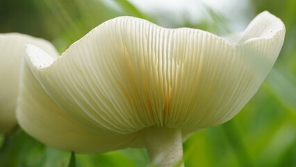e up of Leucoagaricus leucothites lamella, gill