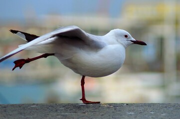 Selective focus shot of a seagull