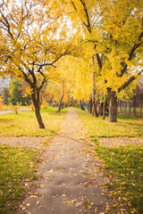 Fototapeta na wymiar Alley strewn with yellow leaves in the city. Empty alley covered with fallen leaves in autumn park. Morning landscape in a city park without people. Gold autumn