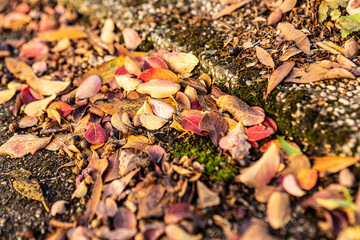 Autumn leaf on the ground
