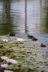 ducks on the lake