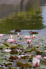ducks in the pond