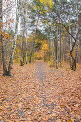 Autumn forest scenery with road of fall leaves. Footpath in scene autumn forest nature. Cloudy october day in colorful forest, maple, birch and oak autumn leafs on the road