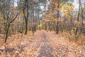 Obraz premium Autumn forest scenery with road of fall leaves. Footpath in scene autumn forest nature. Cloudy october day in colorful forest, maple, birch and oak autumn leafs on the road