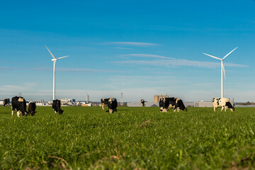 Maastricht, Netherlands 11-13-2022 Old versus new, with a focus on the current nitrogen discussion in the Netherlands with a view on live stock and innovative and sustainable windmill energy  - obrazy, fototapety, plakaty