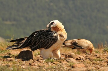 Closeup shot of bearded vulture birds perched on a mountainside