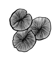 Set of lotuses line art illustration 