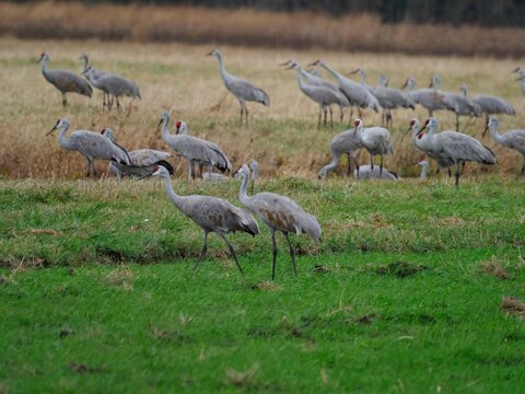 Closeup Shot Of Mass Fall Migration Of Sandhill Cranes In Indiana, USA