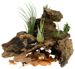 Tillandsia plants on the old tree root wood isolated on white background  - 545716563