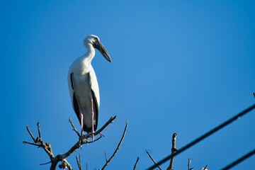 Low angle shot of an Asian openbill bird perched on a branch in a blue sky