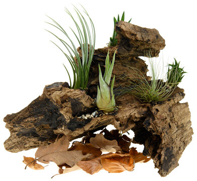 Tillandsia plants on the old tree root wood isolated on white background 