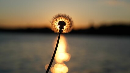 Closeup shot of a common dandelion during sunset