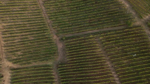 An aerial drone view over the italian vineyards landscape during harvest