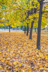 Autumn park with fallen maple leaves. Blanket of yellow leaves in the park. Autumn day in the park. Children in the background collect and toss fallen leaves