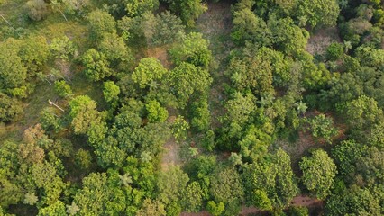 Aerial view of trees growing in a forest