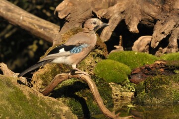 Closeup shot of a Eurasian jay bird perched on a tree branch over a lake