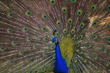 Naklejka premium Beautiful shot of a tropical blue peacock with open tail feathers