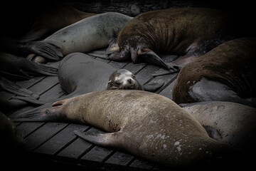 Sea lion having a good comfy sleep at Pier 39, San Francisco, USA