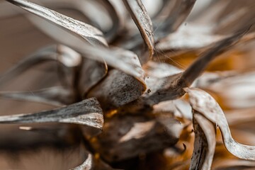 Selective focus shot of dried petals of a withered star-thistle flower