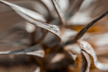 Selective focus shot of dried petals of a withered star-thistle flower