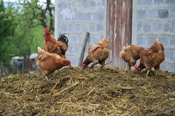 Close-up shot of chickens eating from a hay