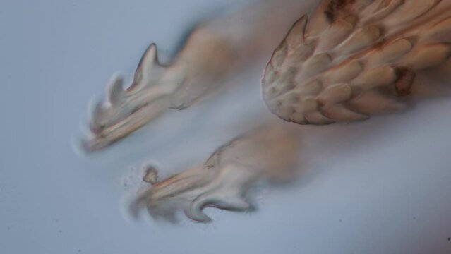 Der Stechr&uuml;ssel einer Zecke als Mikroskop Filmaufnahme, 50 fps, ixodes ricinus