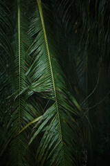 Coconut palm branches and leaves after the rain.