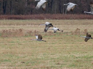 Obraz premium Closeup shot of Sandhill crane birds flying over a grass field with trees in the background