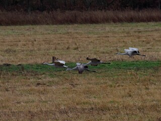 Closeup shot of Sandhill crane birds flying over a grass field with trees in the background