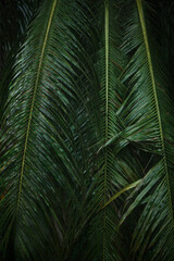 Coconut palm branches and leaves after the rain.